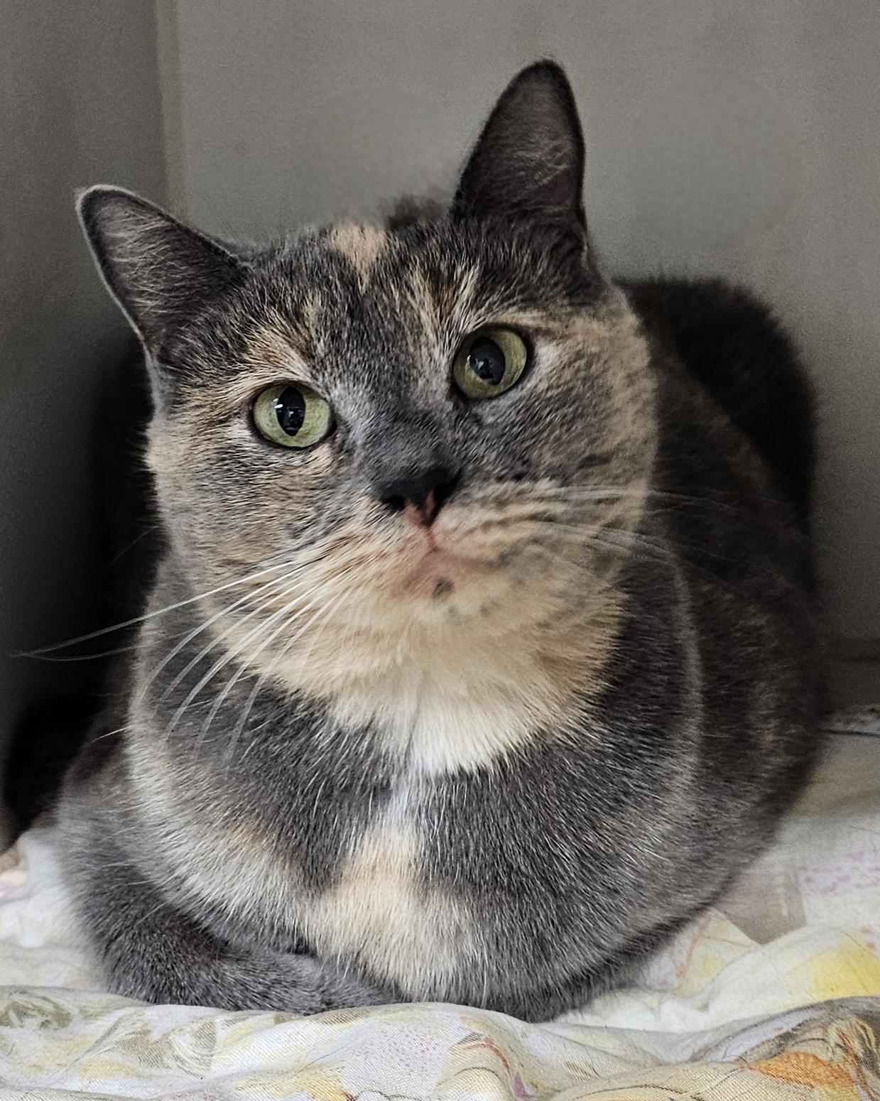 Taffy, an adopted Dilute Tortoiseshell in Prince Frederick, MD image 2/3