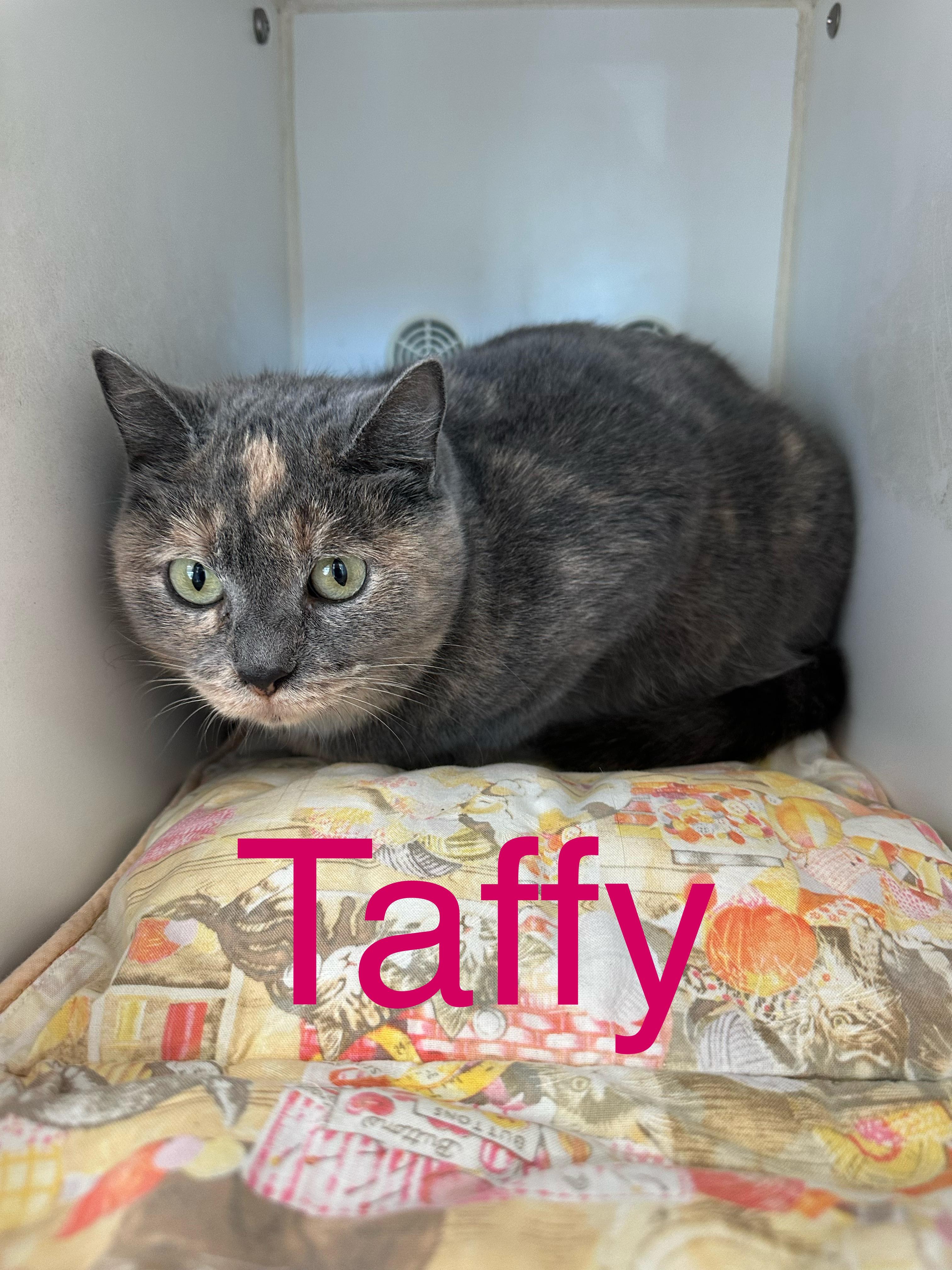 Taffy, an adopted Dilute Tortoiseshell in Prince Frederick, MD image 3/3