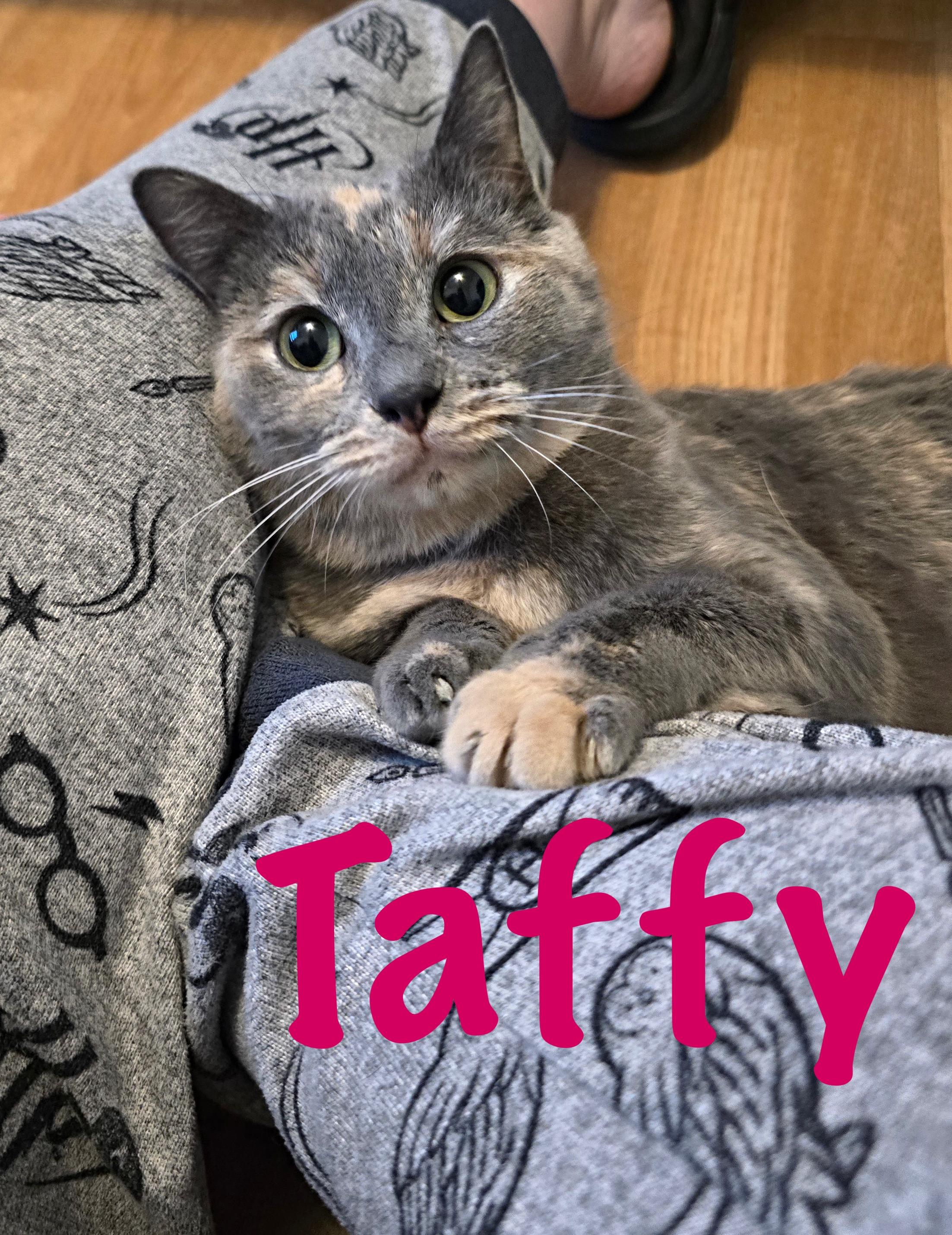 Taffy, adopted, Adult Female Dilute Tortoiseshell.