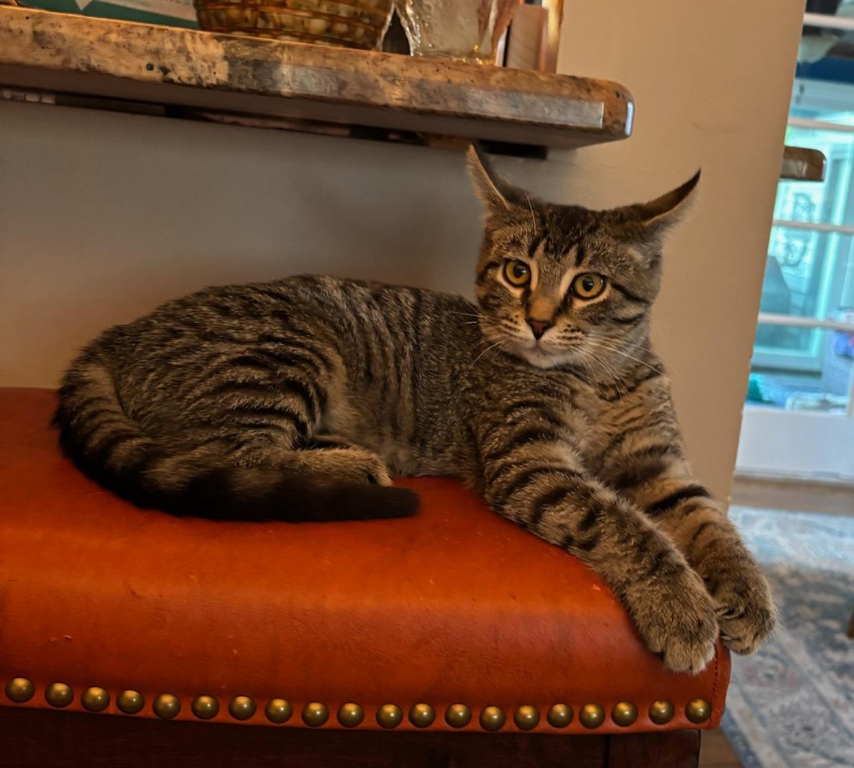 Enlarge Pippin, a Adoptable American Shorthair in Detroit, MI image 2/3