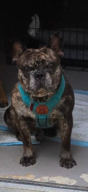 Enlarge Keno, a Adoptable French Bulldog in Stafford, VA image 1/1