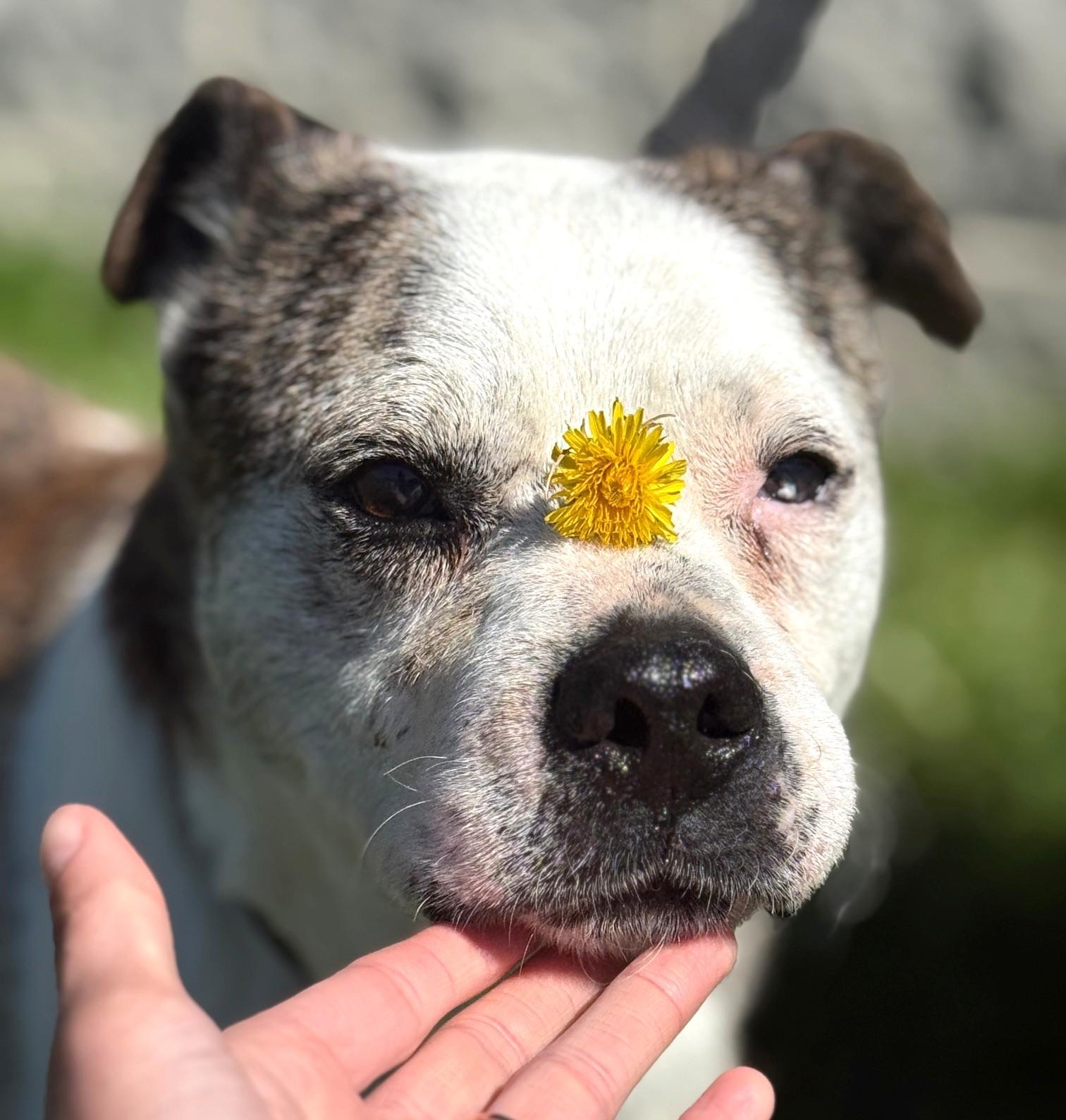 Enlarge Petey-Available! www.lhar.dog to apply! , a ADOPTABLE mixed breed in Frederick, MD image 5/5