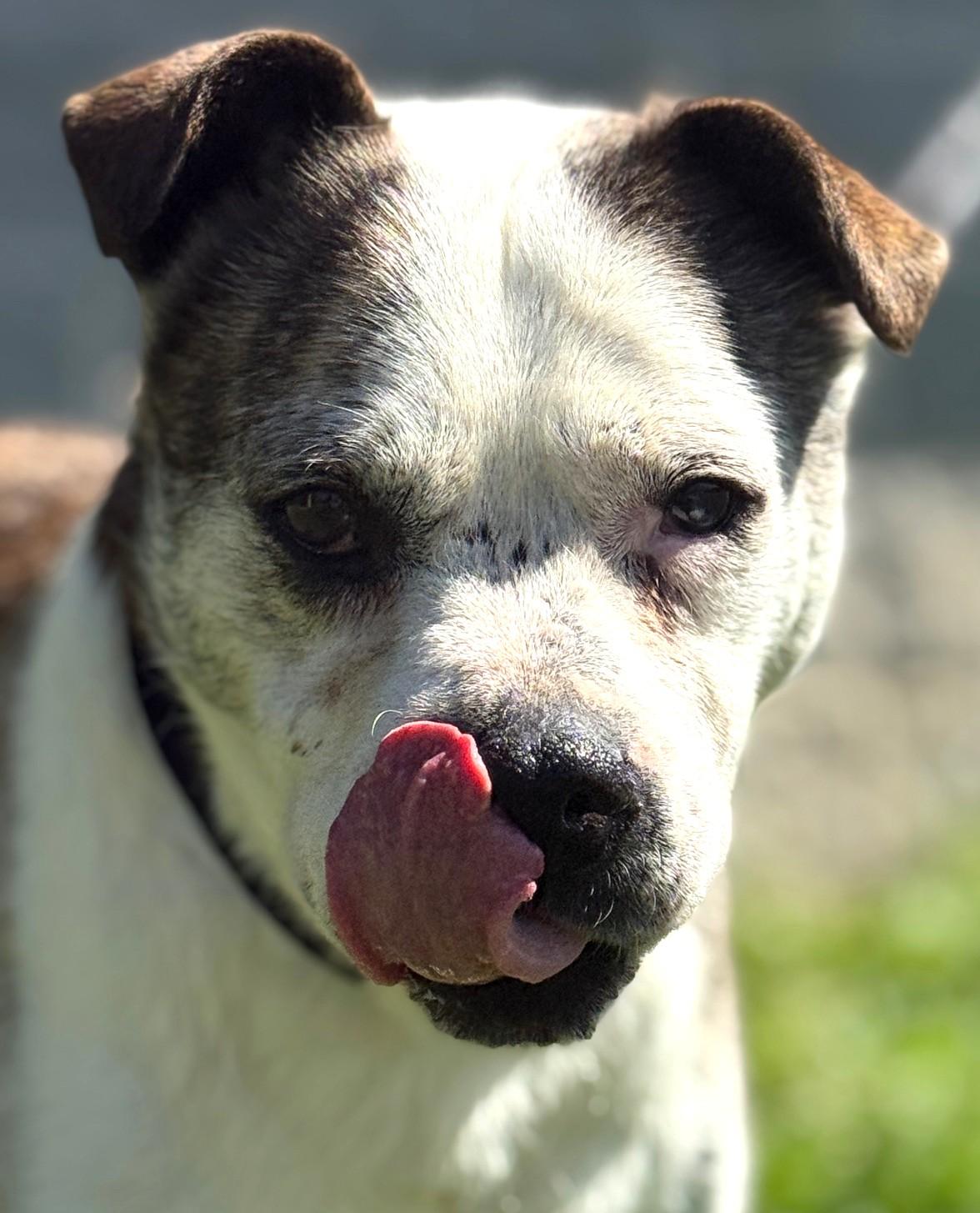Enlarge Petey-Available! www.lhar.dog to apply! , a ADOPTABLE mixed breed in Frederick, MD image 1/5