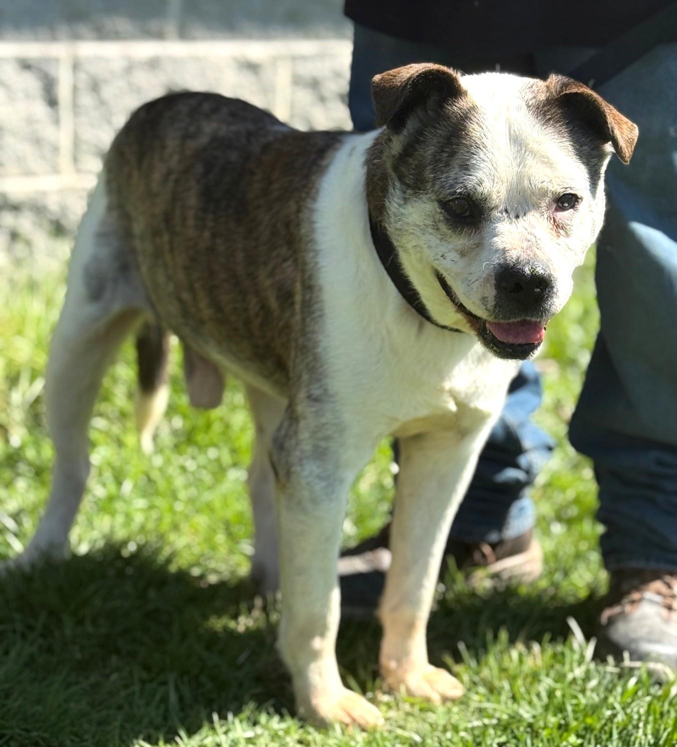 Enlarge Petey-Available! www.lhar.dog to apply! , a ADOPTABLE mixed breed in Frederick, MD image 2/5