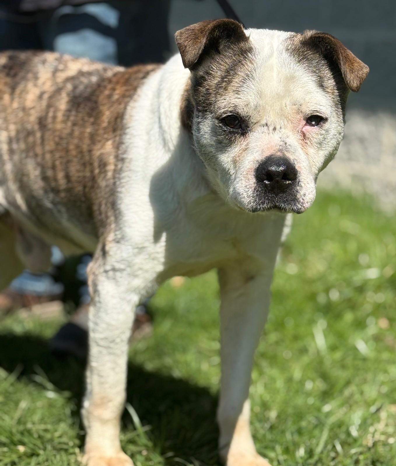 Enlarge Petey-Available! www.lhar.dog to apply! , a ADOPTABLE mixed breed in Frederick, MD image 4/5