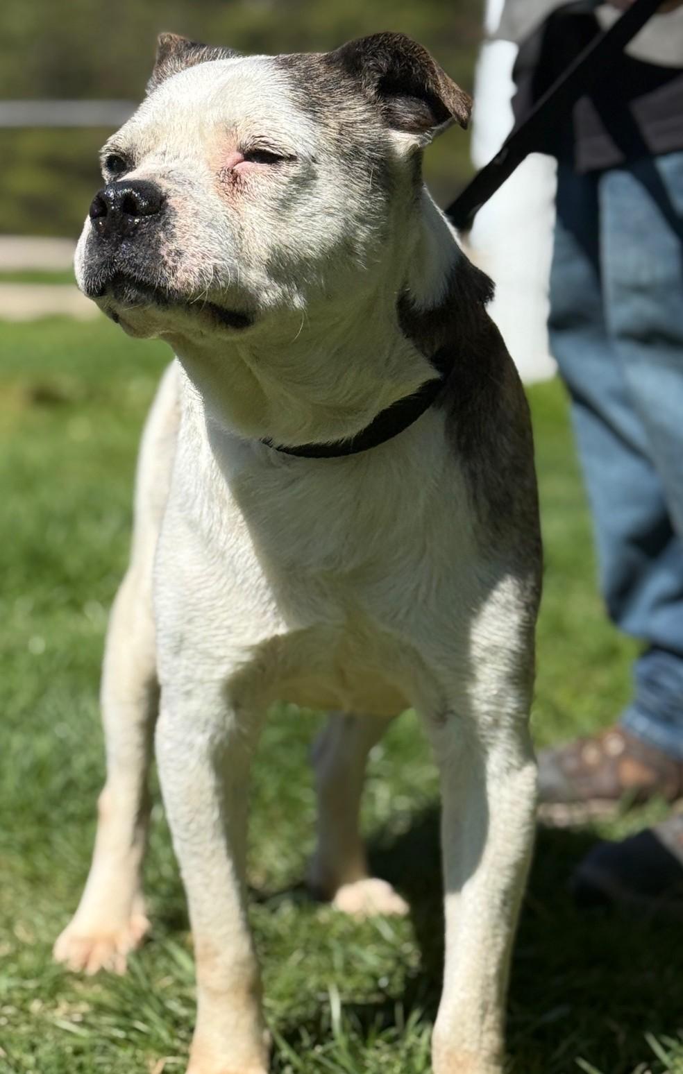 Enlarge Petey-Available! www.lhar.dog to apply! , a ADOPTABLE mixed breed in Frederick, MD image 3/5