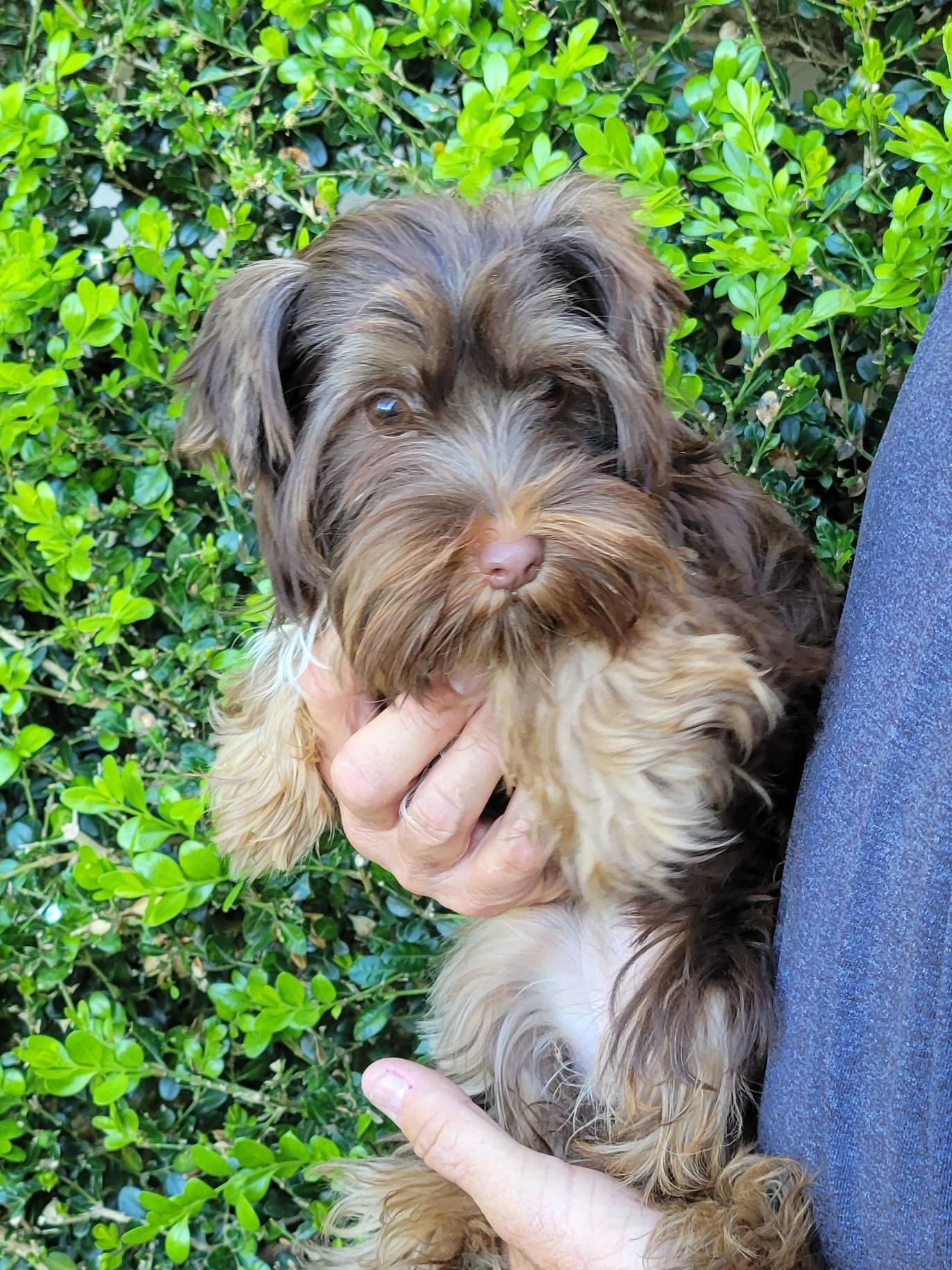 Enlarge Fern, an adopted Yorkshire Terrier in Cambridge, MD image 1/1