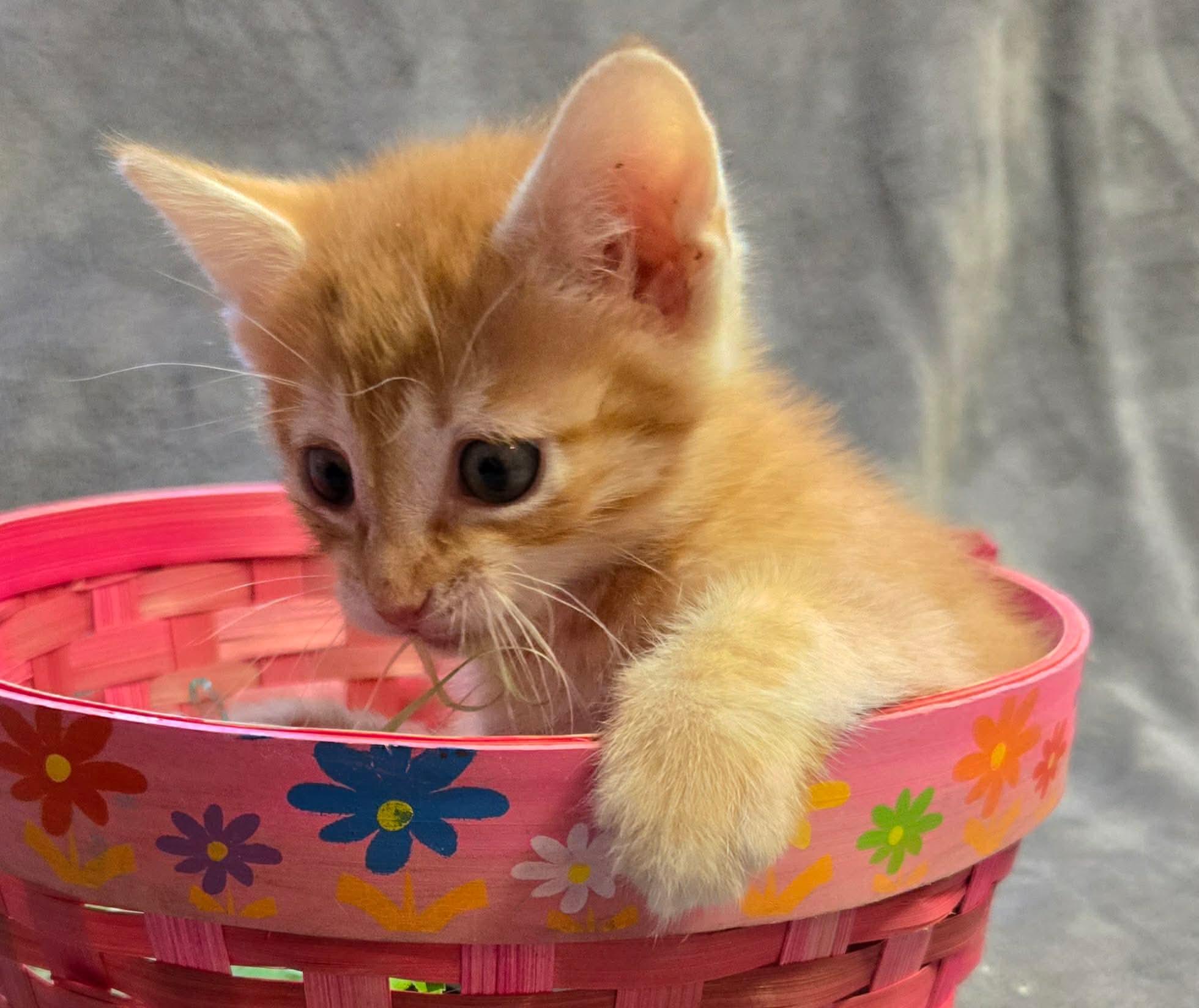 Ian , ADOPTABLE, Kitten Male Domestic Short Hair.