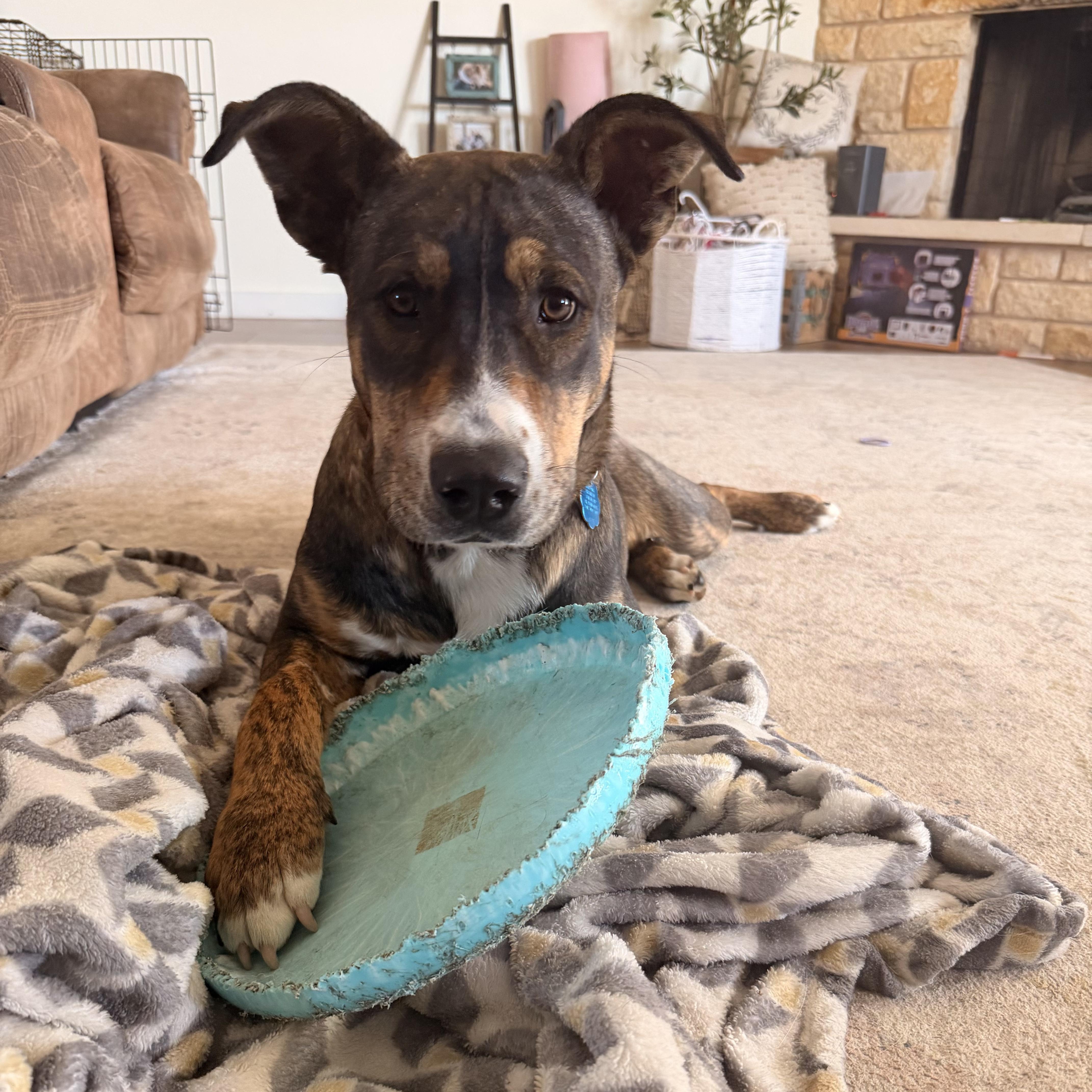 Enlarge Smores, a Adoptable mixed breed in Chatham, NJ image 4/6