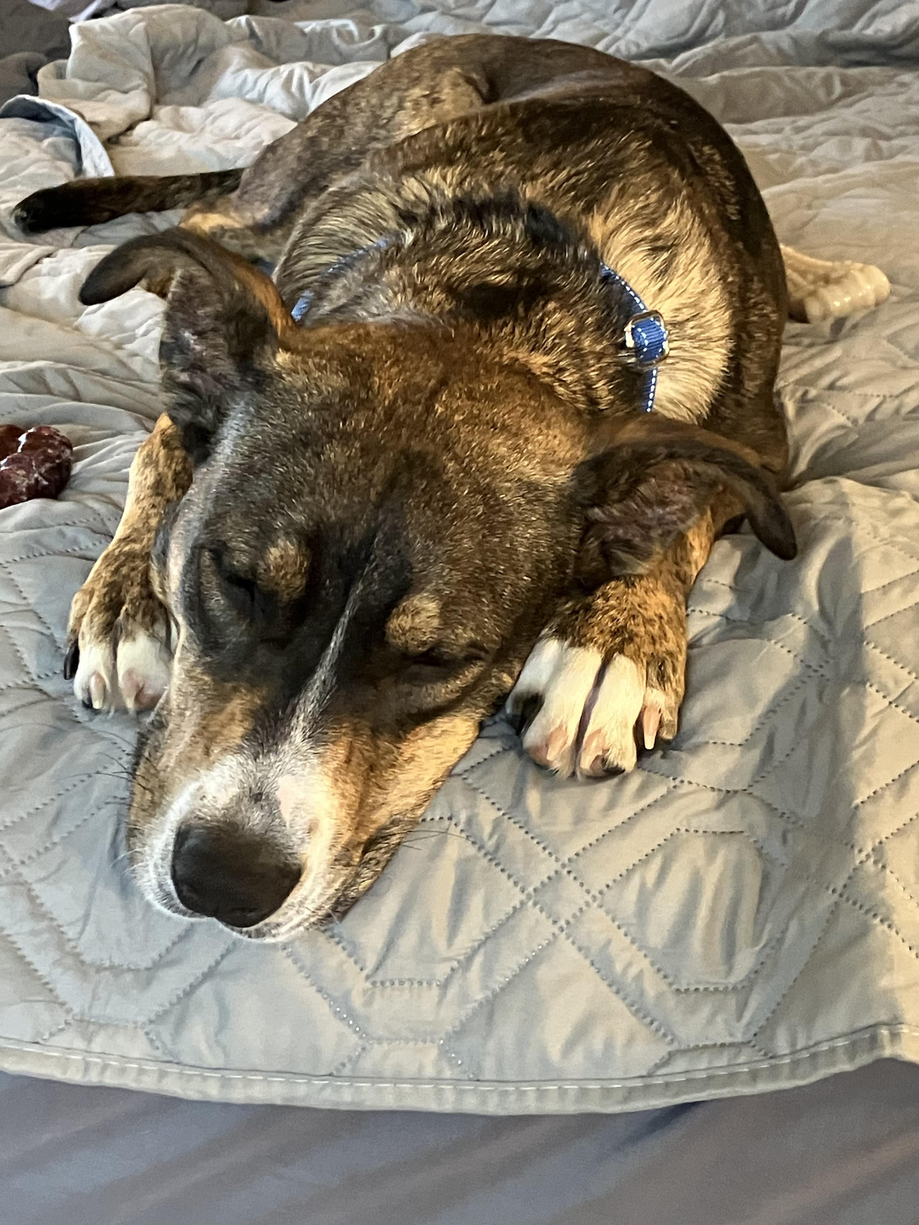 Enlarge Smores, a Adoptable mixed breed in Chatham, NJ image 3/6