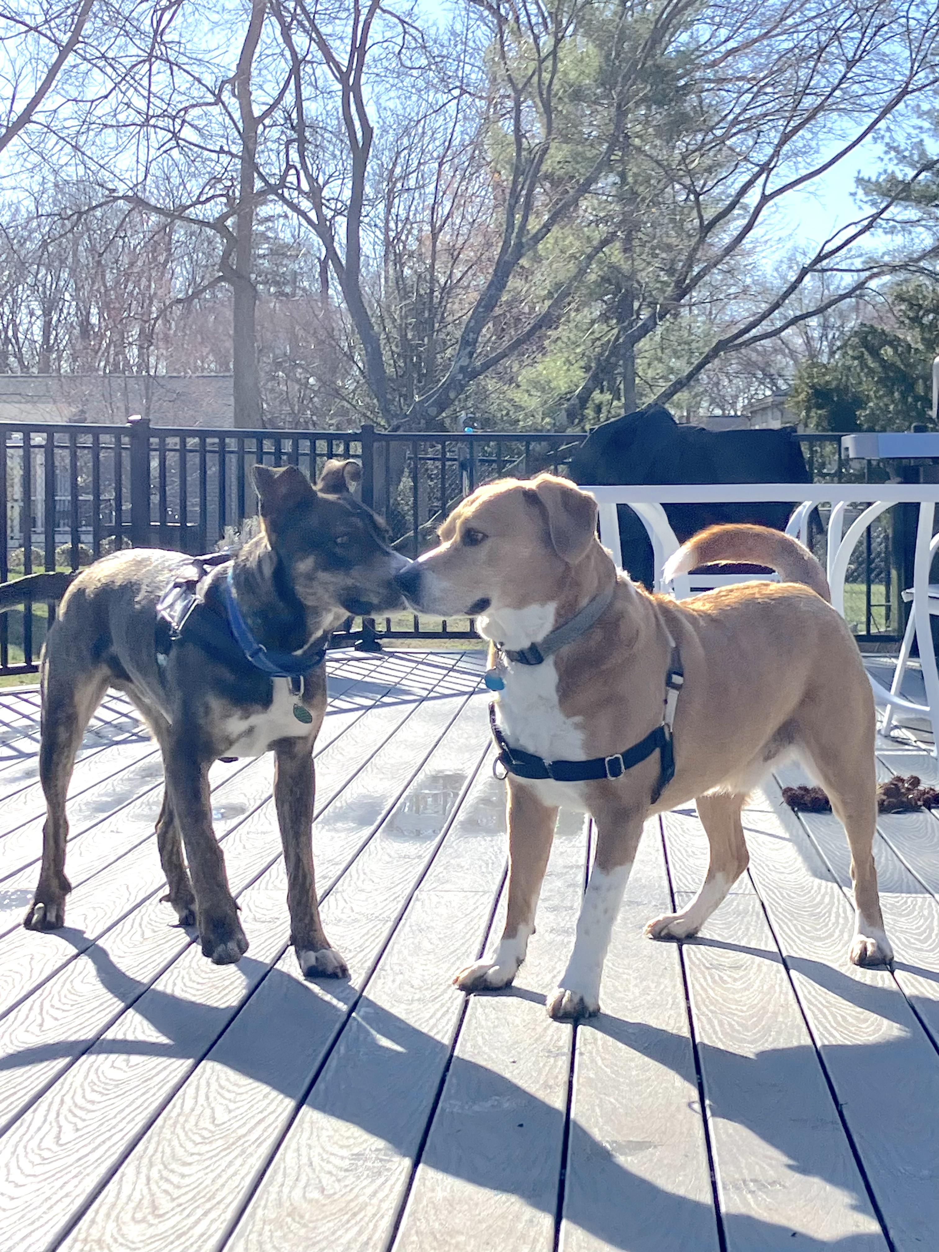 Enlarge Smores, a Adoptable mixed breed in Chatham, NJ image 5/6
