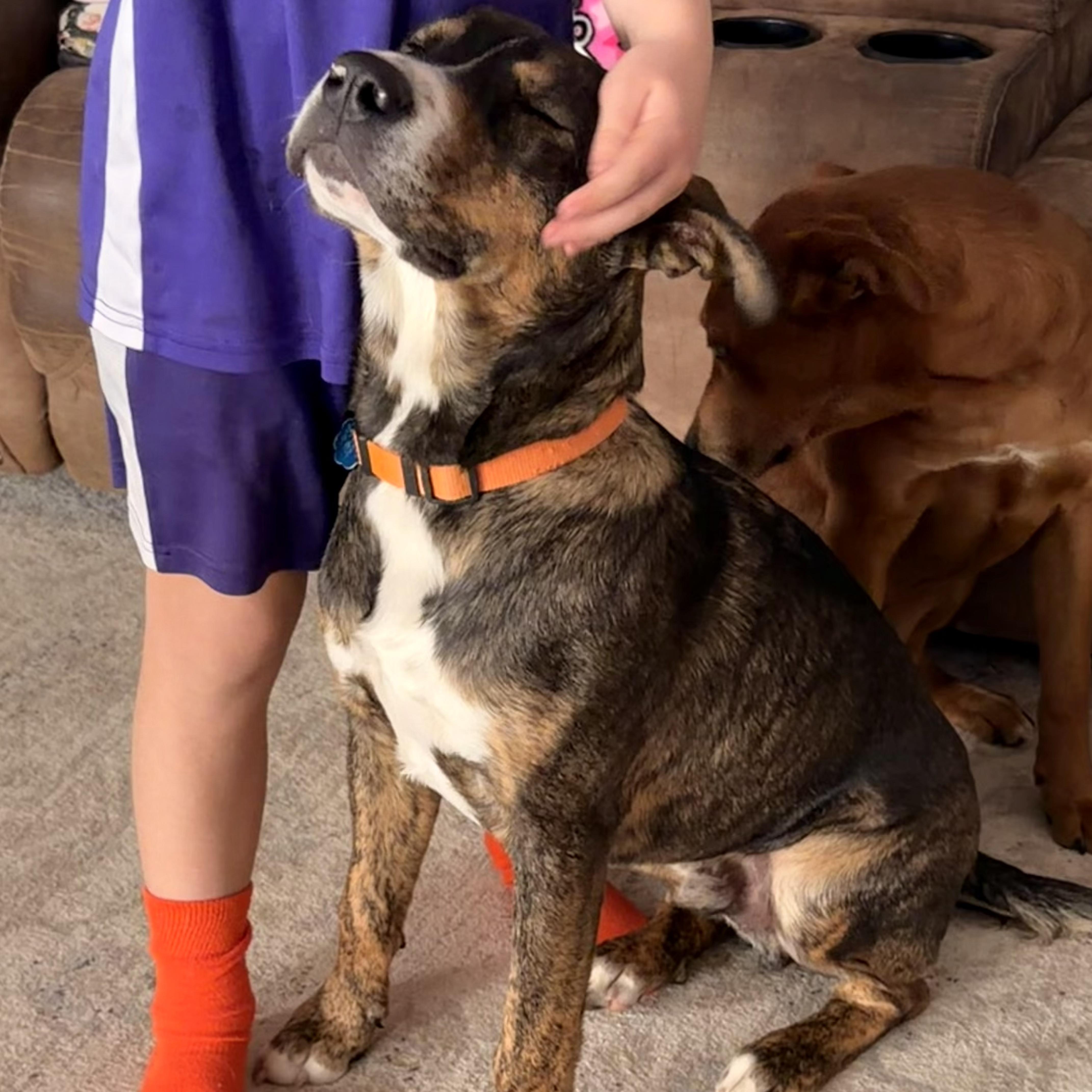 Enlarge Smores, a Adoptable mixed breed in Chatham, NJ image 1/6