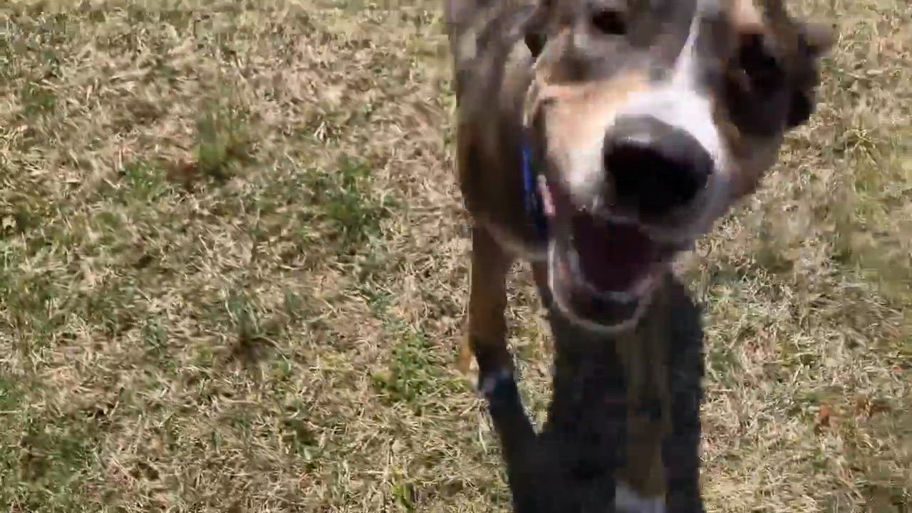 Enlarge Smores, a Adoptable mixed breed in Chatham, NJ video 2/6