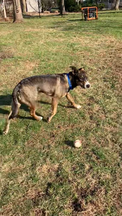 Enlarge Smores, a Adoptable mixed breed in Chatham, NJ video 6/6