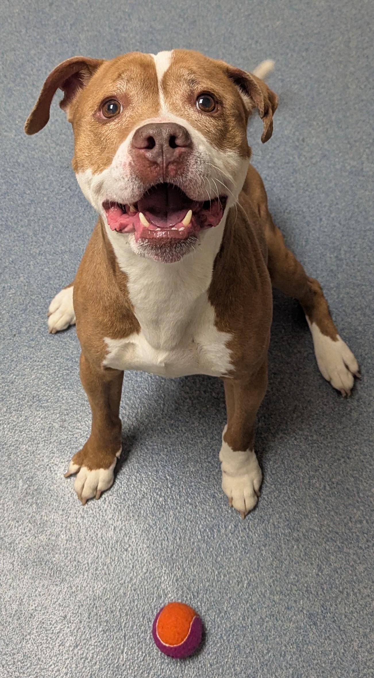 Lenny, ADOPTABLE, Senior Male Pit Bull Terrier.