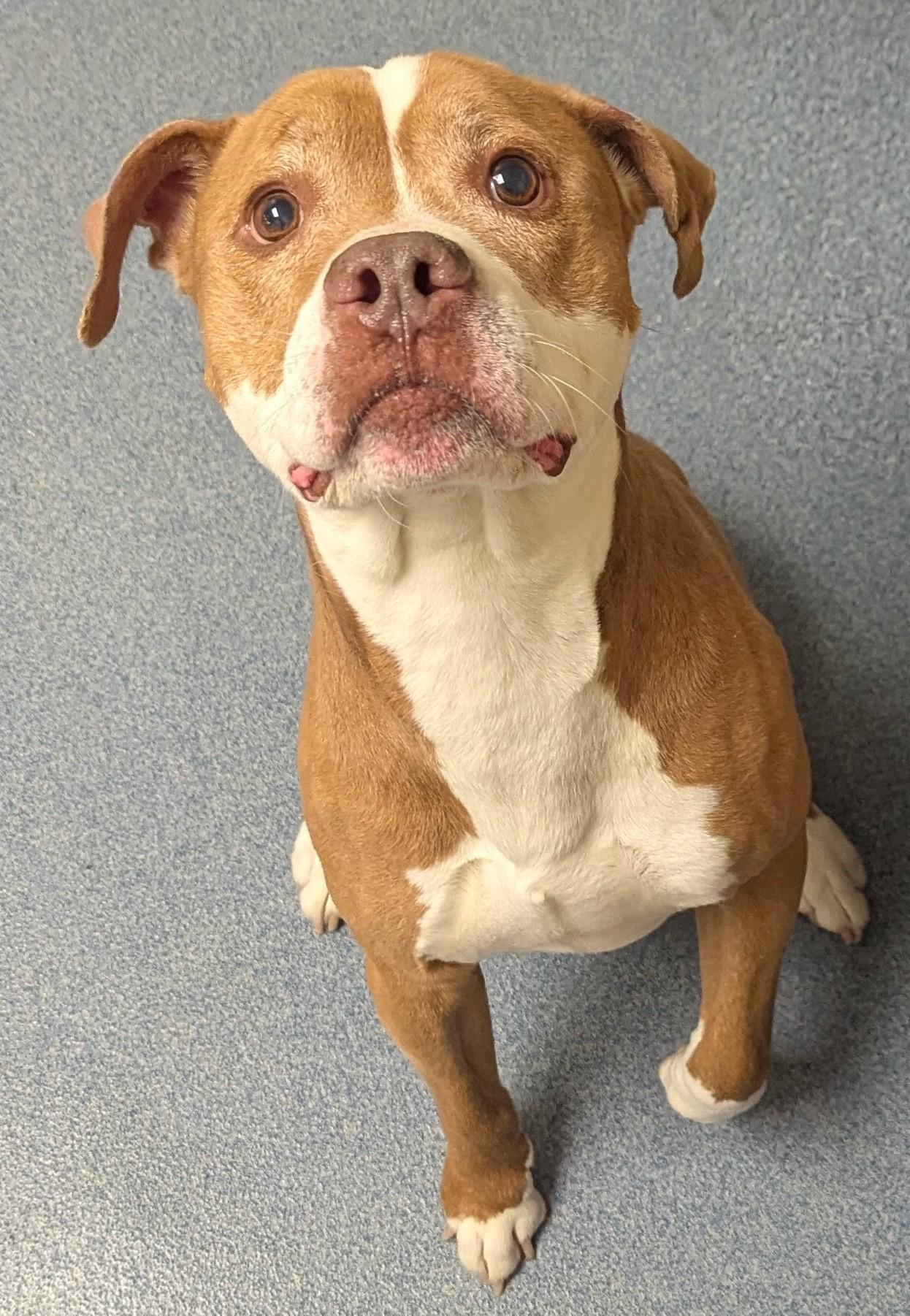 Enlarge Lenny, a ADOPTABLE Pit Bull Terrier in Suffolk, VA image 3/3