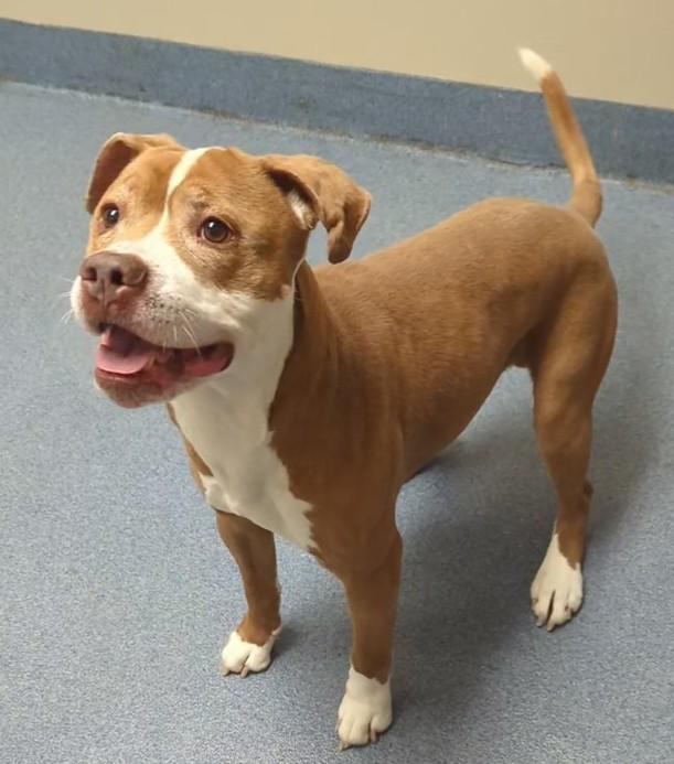 Enlarge Lenny, a ADOPTABLE Pit Bull Terrier in Suffolk, VA image 2/3
