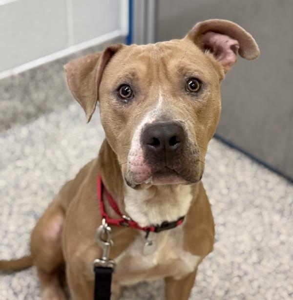 Val, Adoptable, Adult Male Pit Bull Terrier.