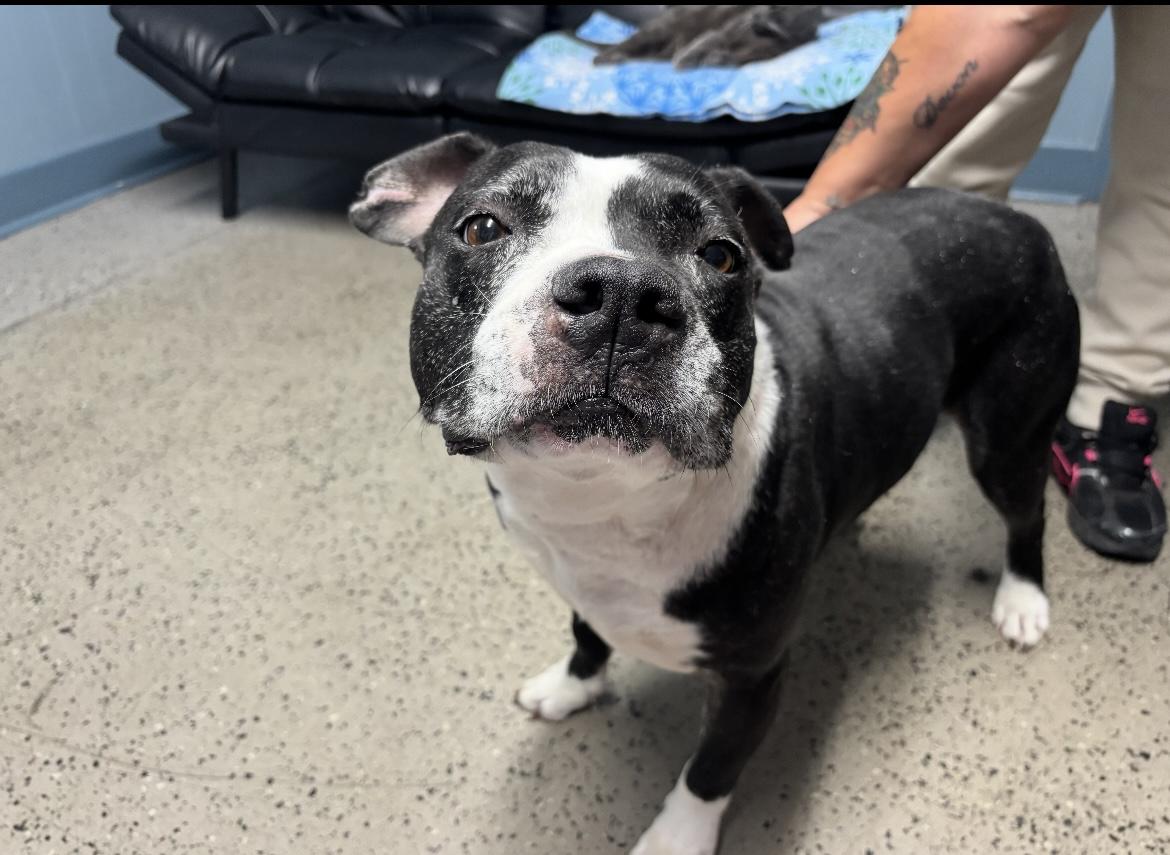 Krypto, a Adoptable mixed breed in Junction City, KY image 2/3