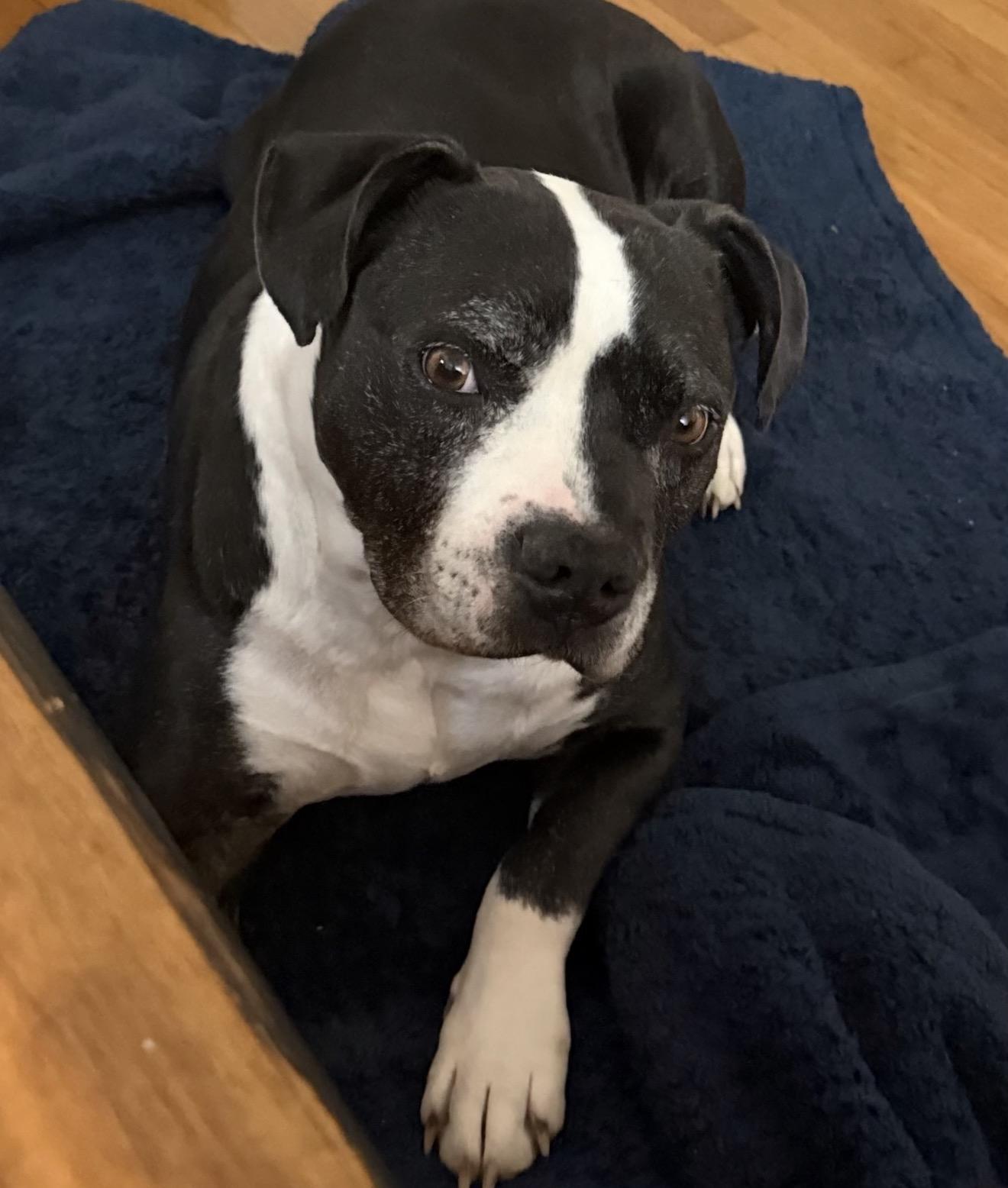 Enlarge Krypto, a Adoptable mixed breed in Junction City, KY image 1/4