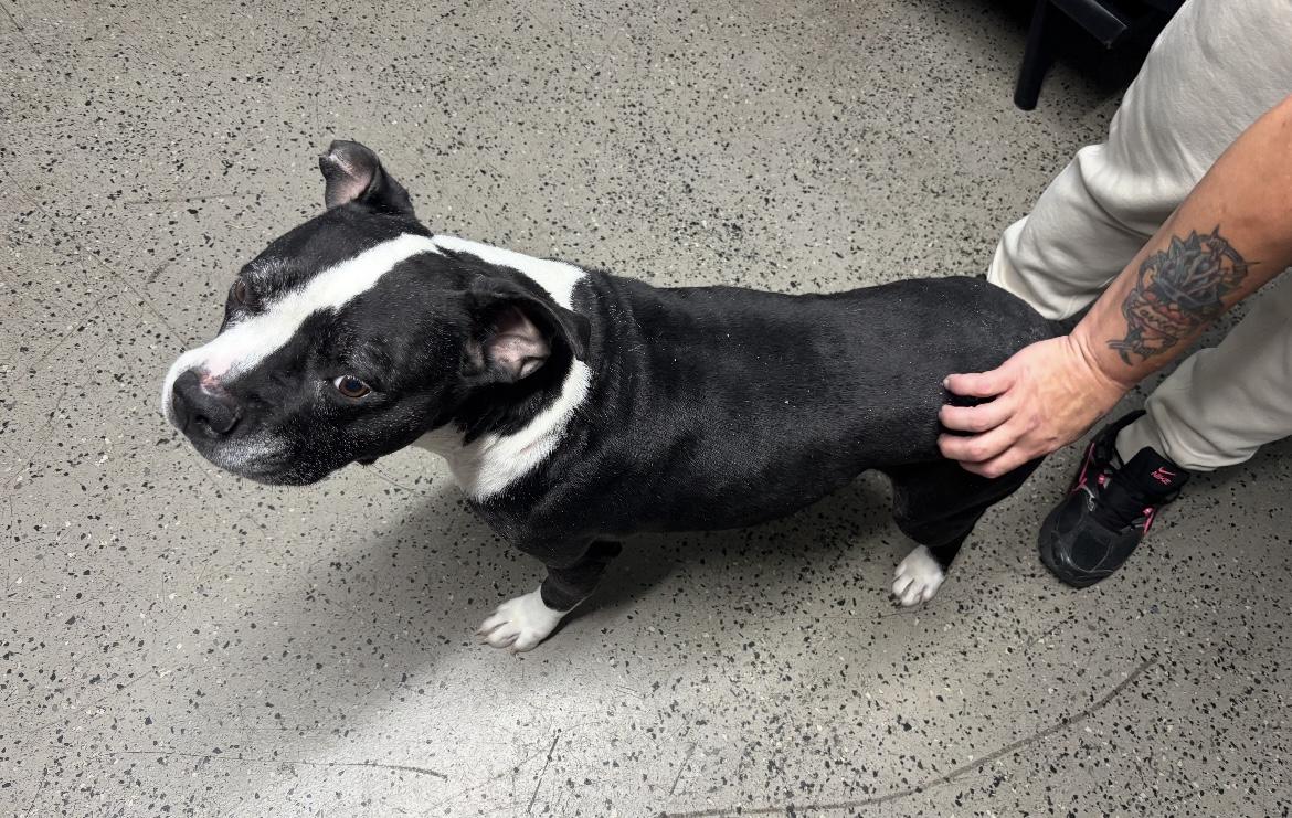 Krypto, a Adoptable mixed breed in Junction City, KY image 3/3