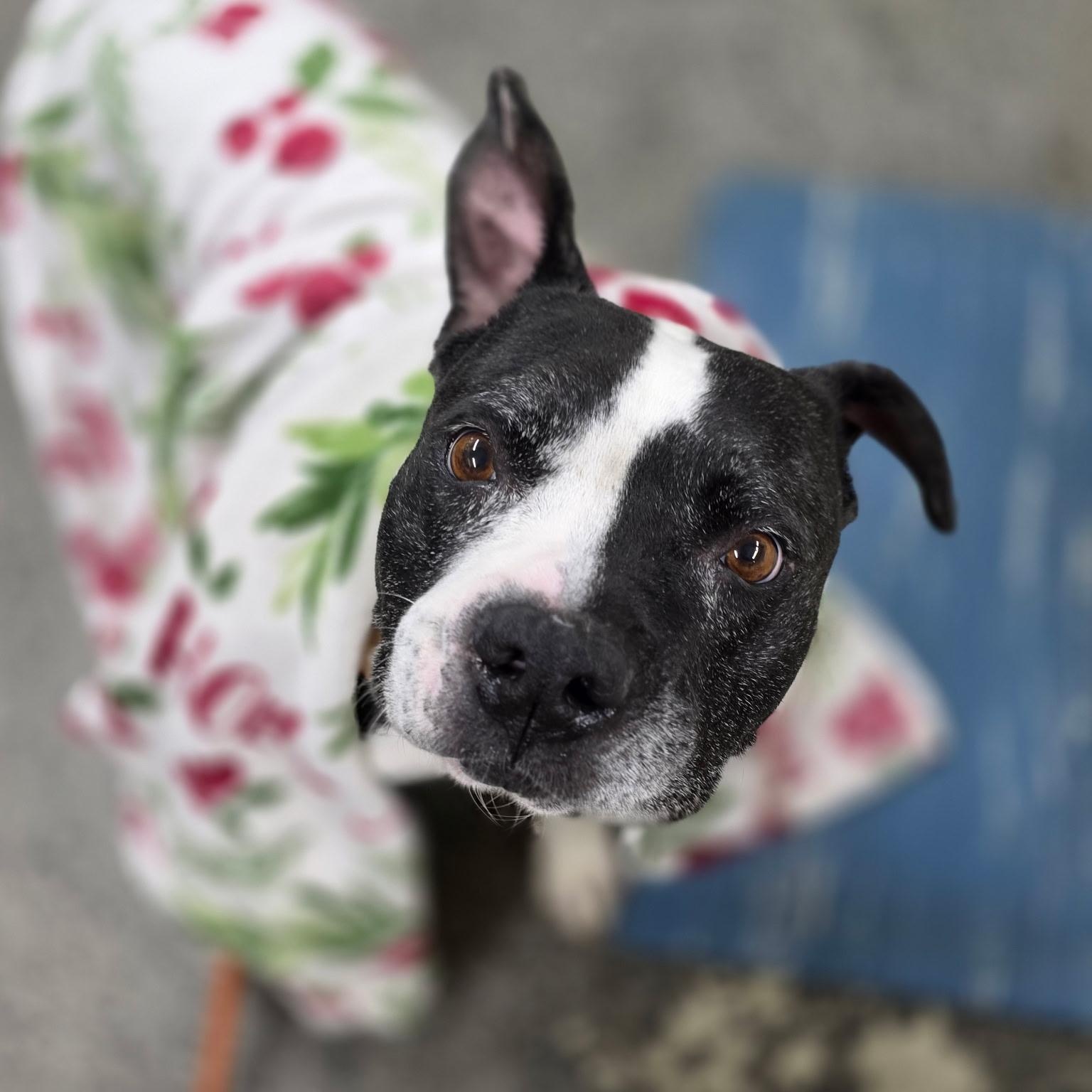 Krypto, Adoptable, Adult Male American Staffordshire Terrier.