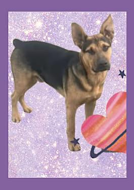 Gus, Adopted, Young Male German Shepherd Dog & Shepherd.