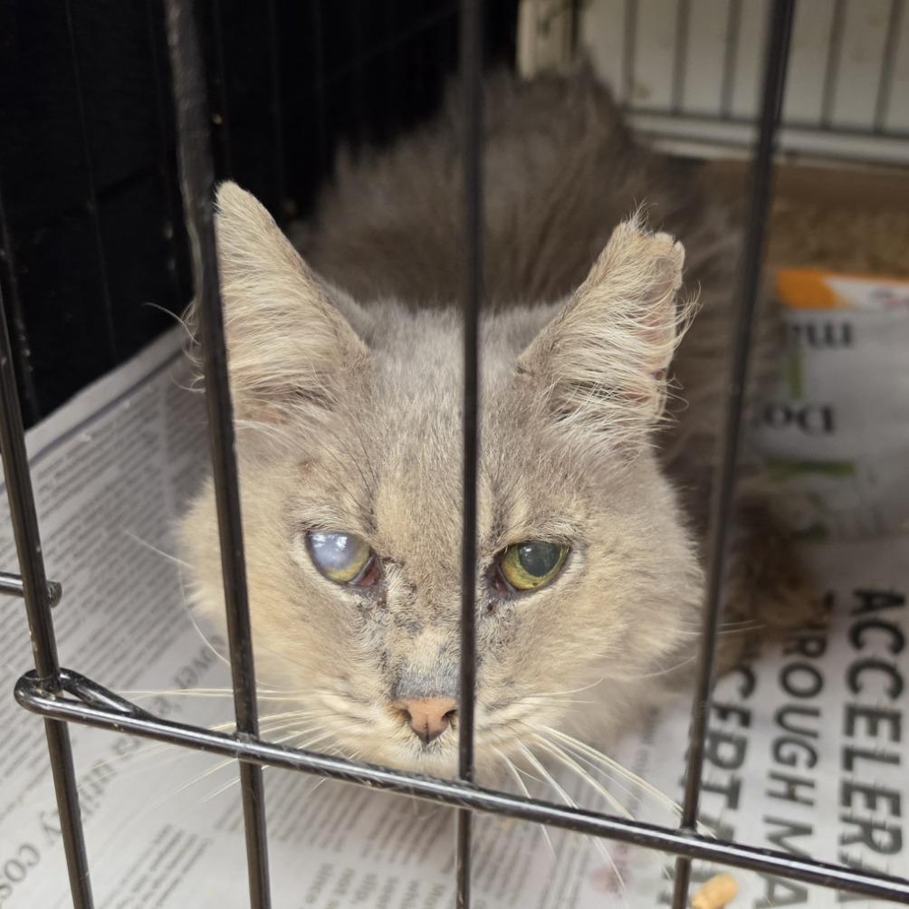 Grandpa Ben, Adoptable, Senior Male Domestic Medium Hair.