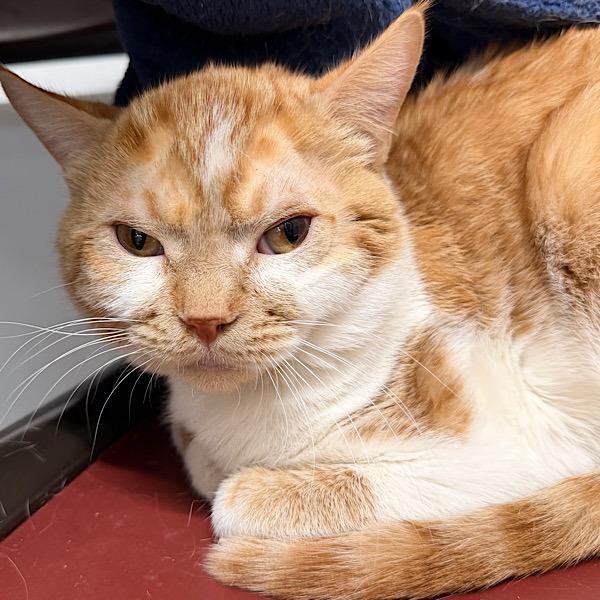 Enlarge Zevon -- Bonded Buddy With Pepe, a Adoptable mixed breed in Des Moines, IA image 1/1