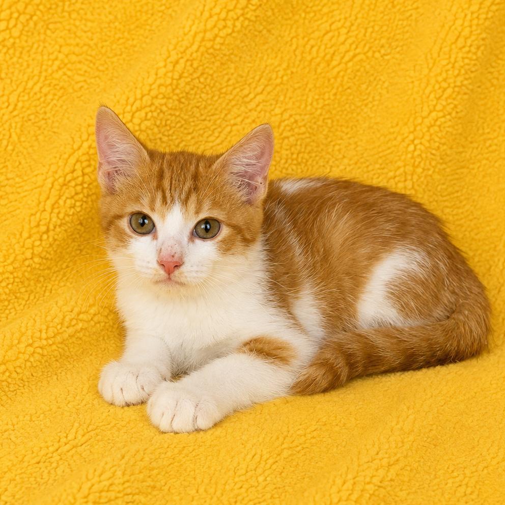 Sammy, Adoptable, Kitten Male Domestic Short Hair.