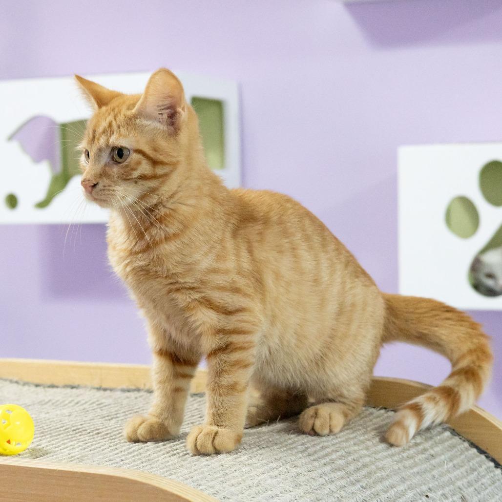 Rikki, Adoptable, Kitten Male Domestic Short Hair.