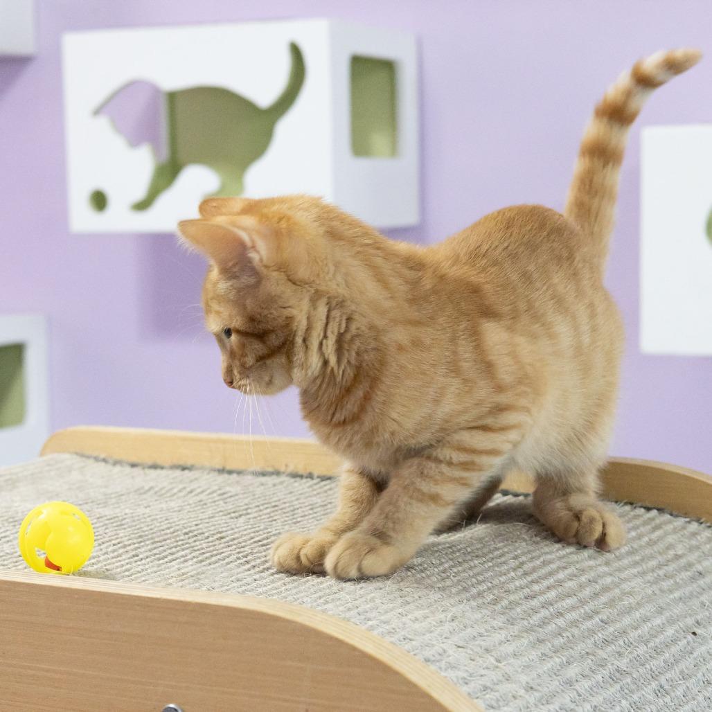 Enlarge Rikki, a Adoptable Domestic Short Hair in McKean, PA image 2/6