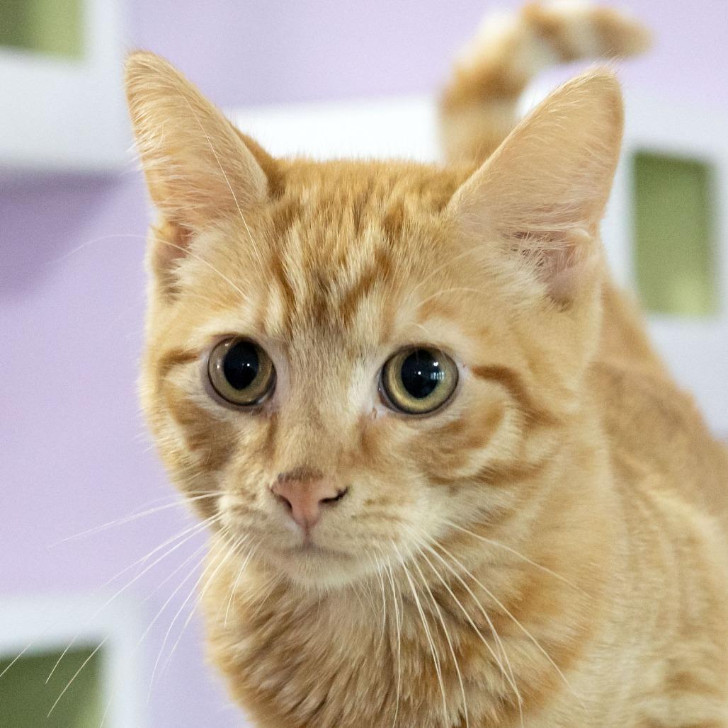 Enlarge Rikki, a Adoptable Domestic Short Hair in McKean, PA image 3/6