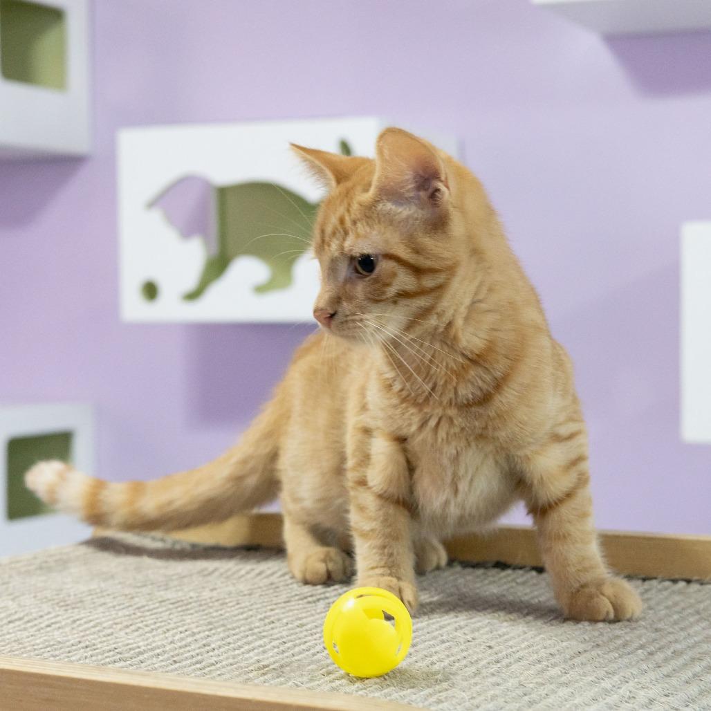 Enlarge Rikki, a Adoptable Domestic Short Hair in McKean, PA image 4/6