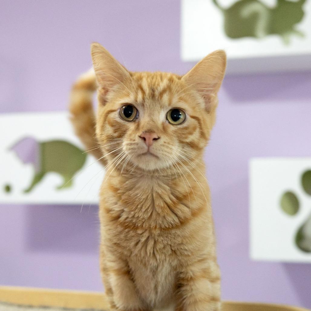 Enlarge Rikki, a Adoptable Domestic Short Hair in McKean, PA image 5/6