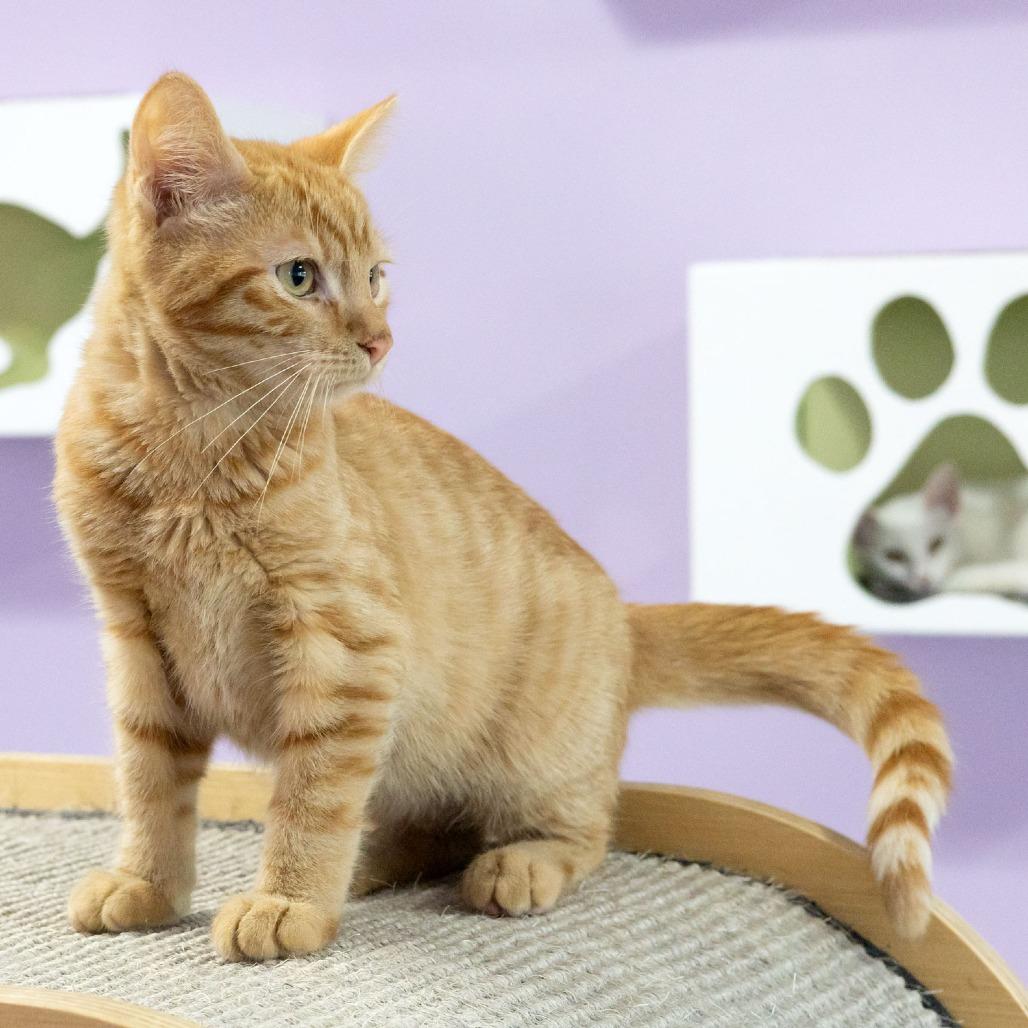 Enlarge Rikki, a Adoptable Domestic Short Hair in McKean, PA image 6/6