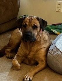 Juliana, Adoptable, Adult Female Mastiff & Labrador Retriever.