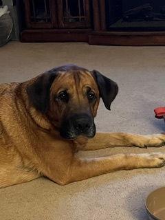 Juliana, a Adoptable mixed breed in Chester, NJ image 2/3