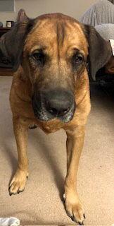 Juliana, a Adoptable mixed breed in Chester, NJ image 3/3