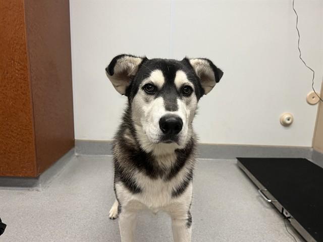 Enlarge DIESEL, a Adoptable Siberian Husky in Rancho Cucamonga, CA image 1/1