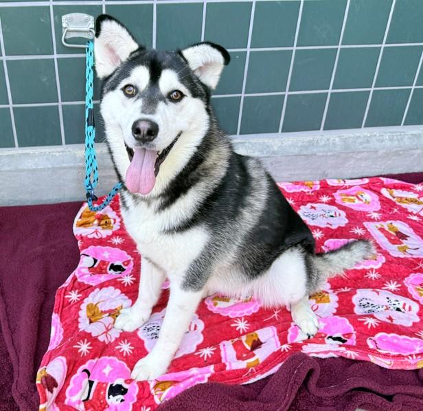 DIESEL, Adoptable, Adult Male Siberian Husky.