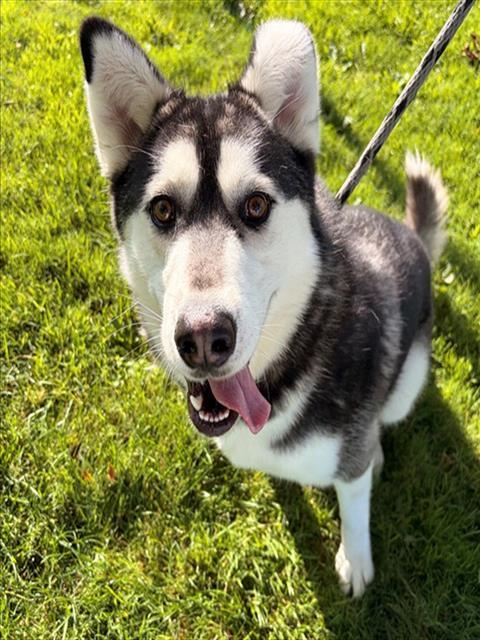 DIESEL, Adoptable, Adult Male Siberian Husky.