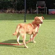 Ted, a Adoptable Mixed Breed in Waynesville, NC image 2/6