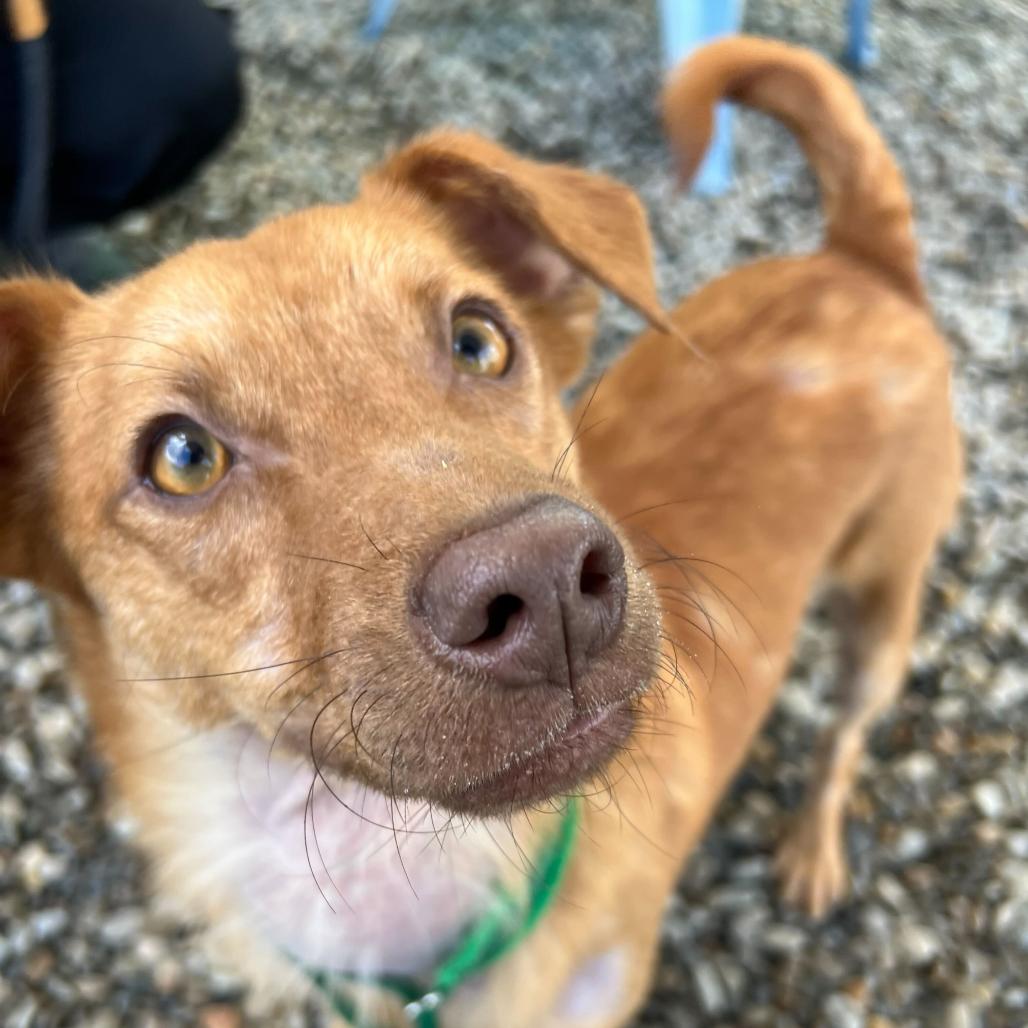 Ted, a Adoptable Mixed Breed in Waynesville, NC image 3/6