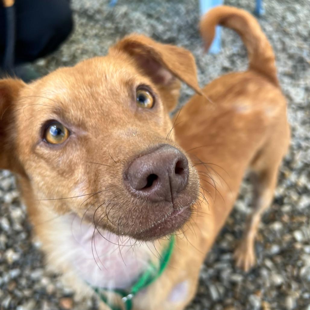 Ted, a Adoptable Mixed Breed in Waynesville, NC image 4/6