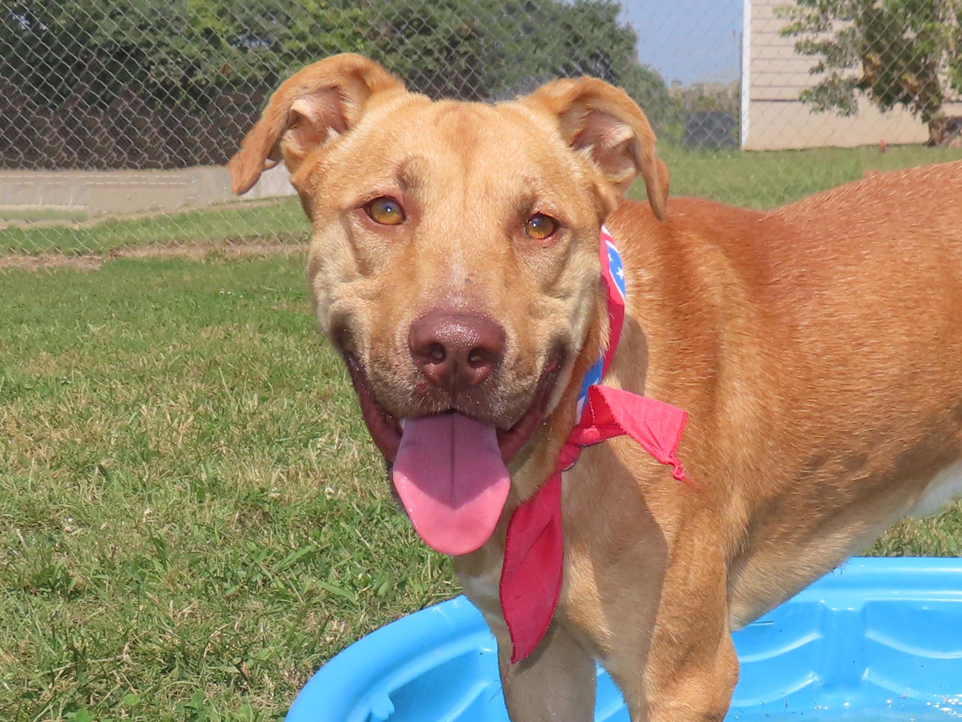 Clifford 25C-138, Adoptable, Young Male Labrador Retriever & Vizsla.