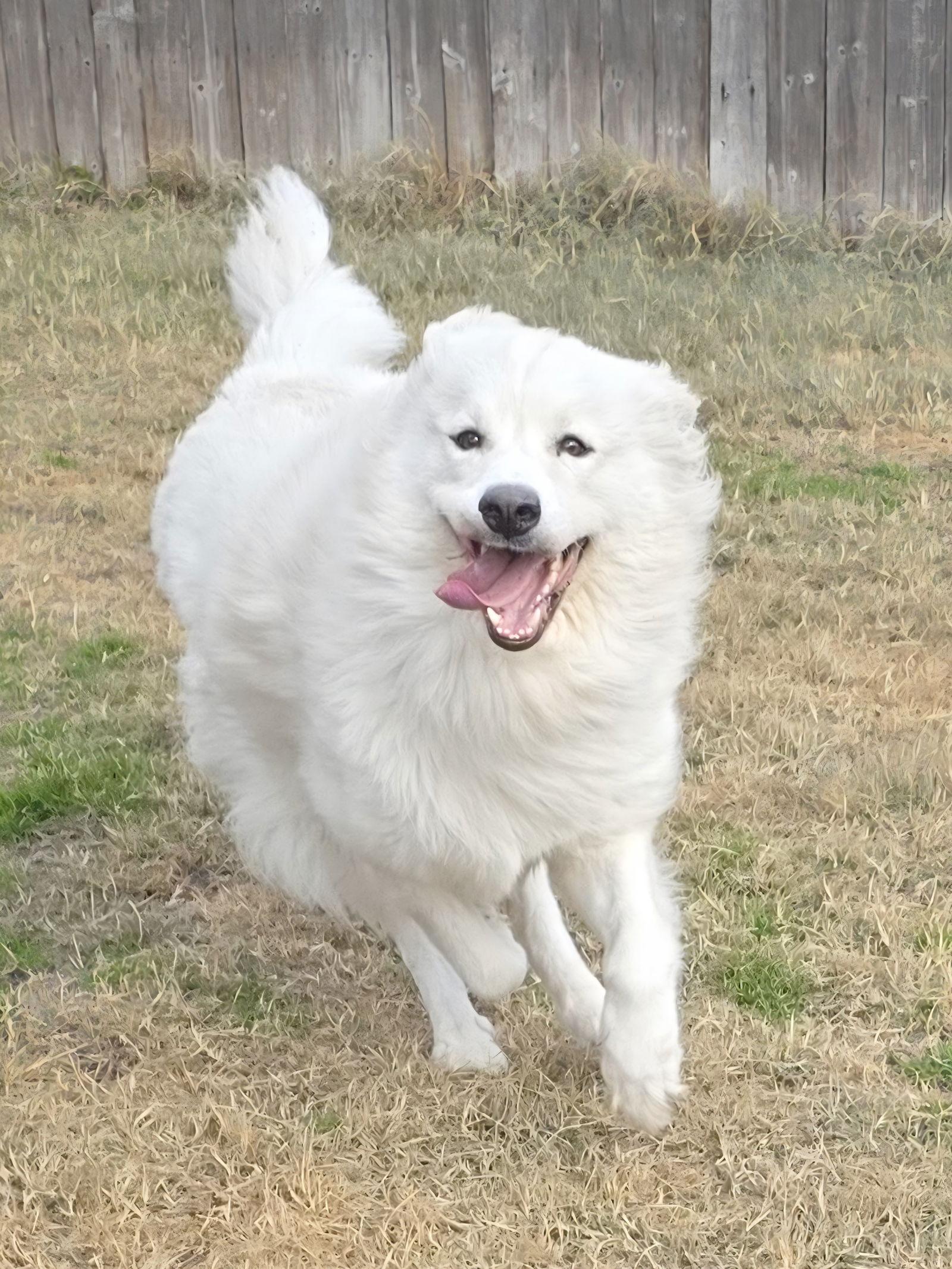 Yeti, Adoptable, Adult Male Great Pyrenees & Chow Chow.