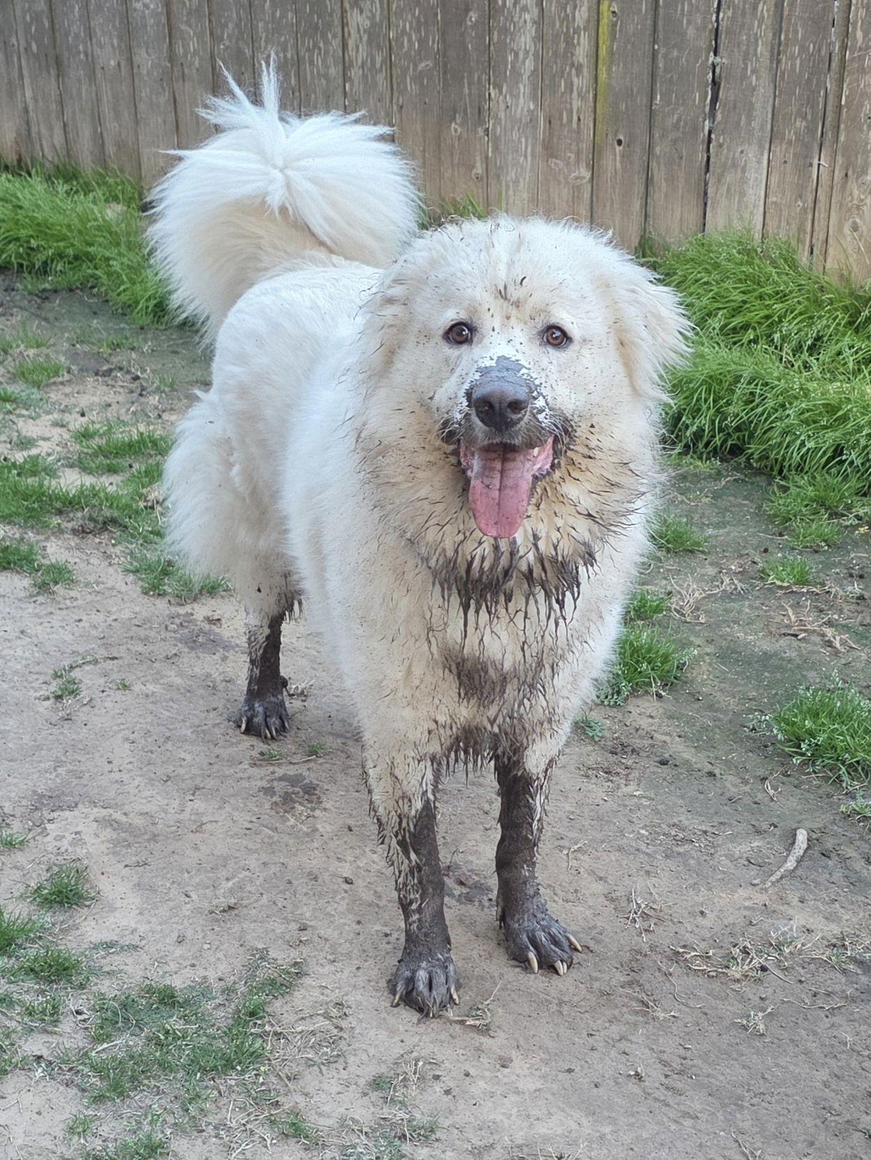 Enlarge Yeti, a Adoptable mixed breed in Houston, TX image 2/3