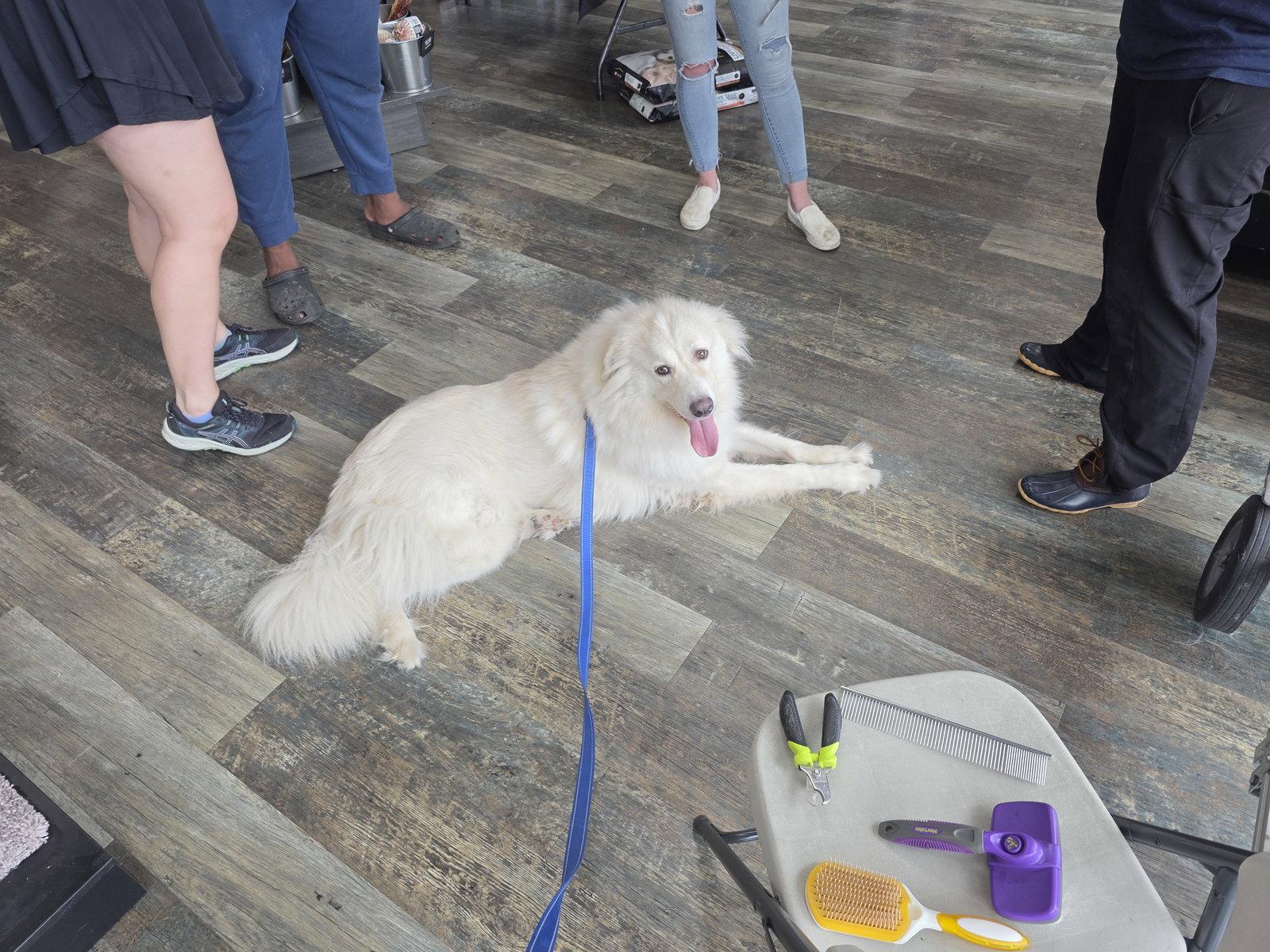 Enlarge Yeti, a Adoptable mixed breed in Houston, TX image 1/3