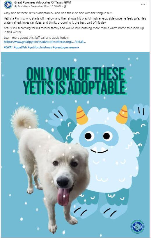 Yeti, Adoptable, Adult Male Great Pyrenees & Chow Chow.